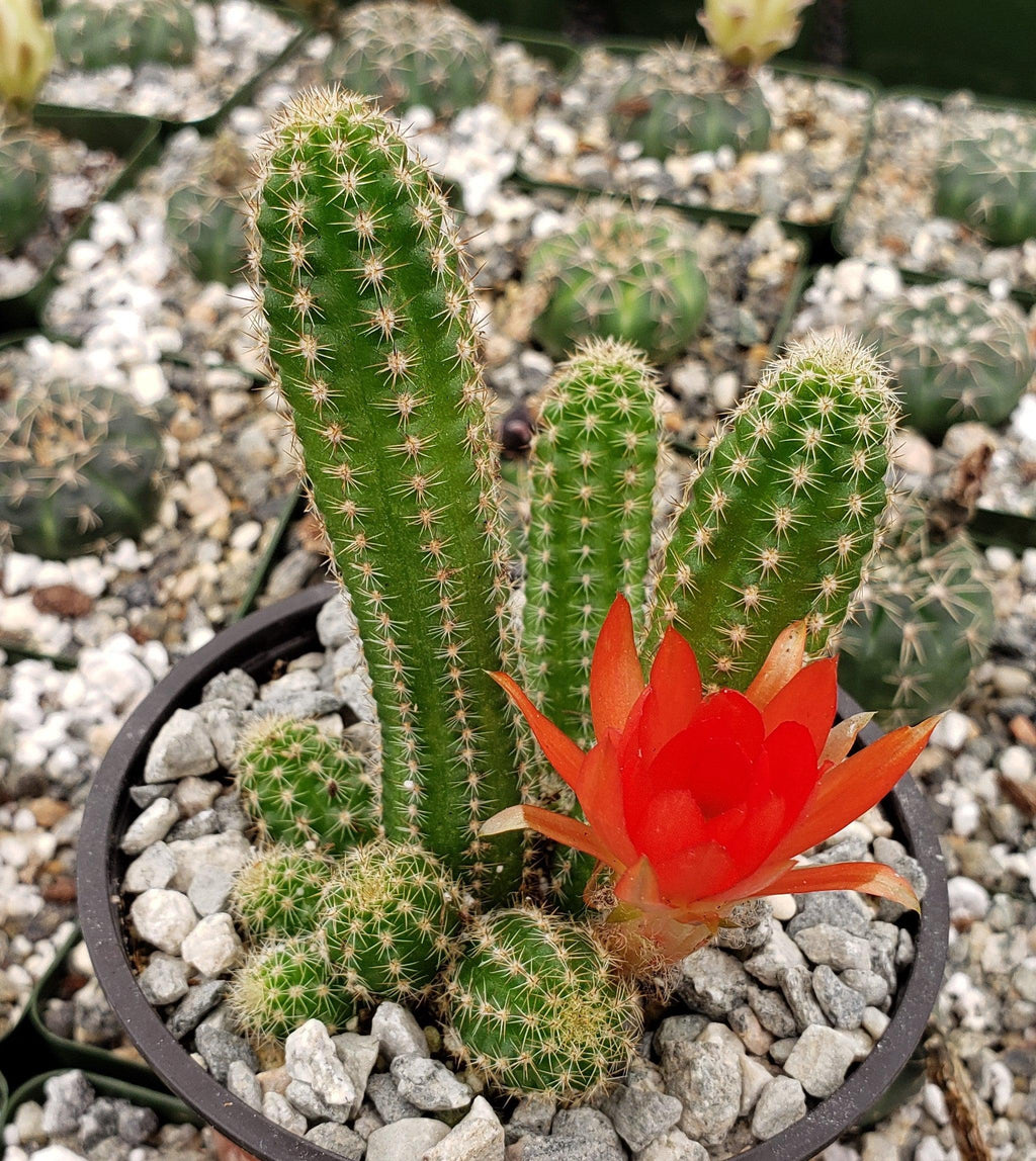 Peanut Cactus ‘Echinopsis chamaecereus’