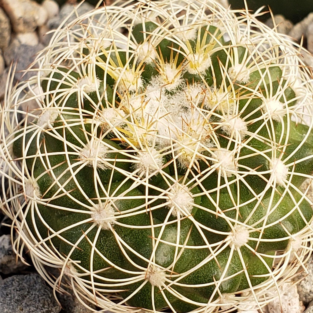 Discocactus arneispinus