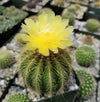 Notocactus warasii