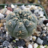 Gymnocalycium schreiteri