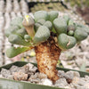 Aloinopsis schooneesii