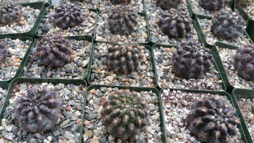 Neochilenia huascensis eriosyce crispa