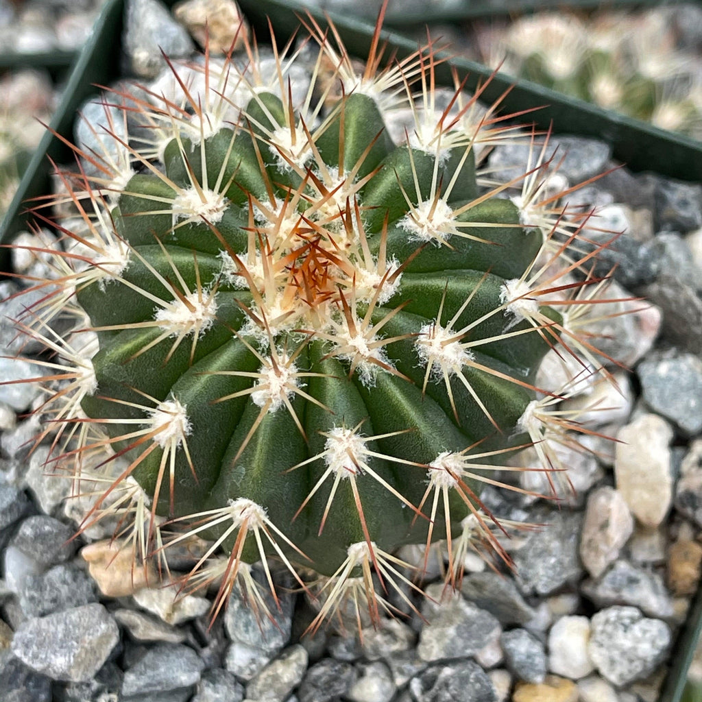 Melocactus guitartii