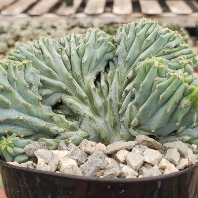 Myrtillocactus geometrizans crested