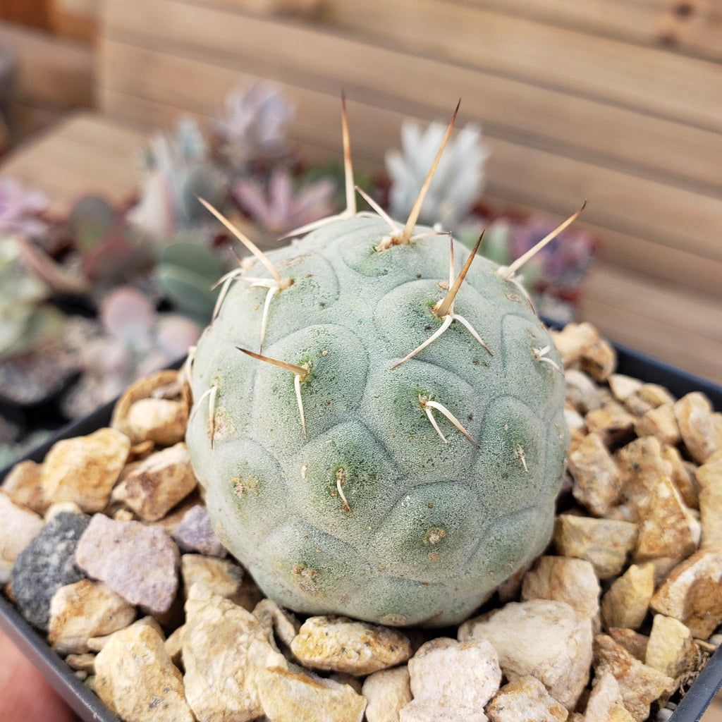 tephrocactus geometricus alexanderi
