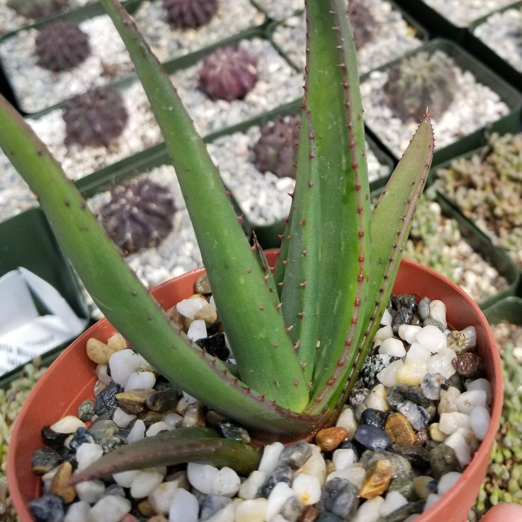 Aloe wickensii