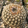 Notocactus elegans