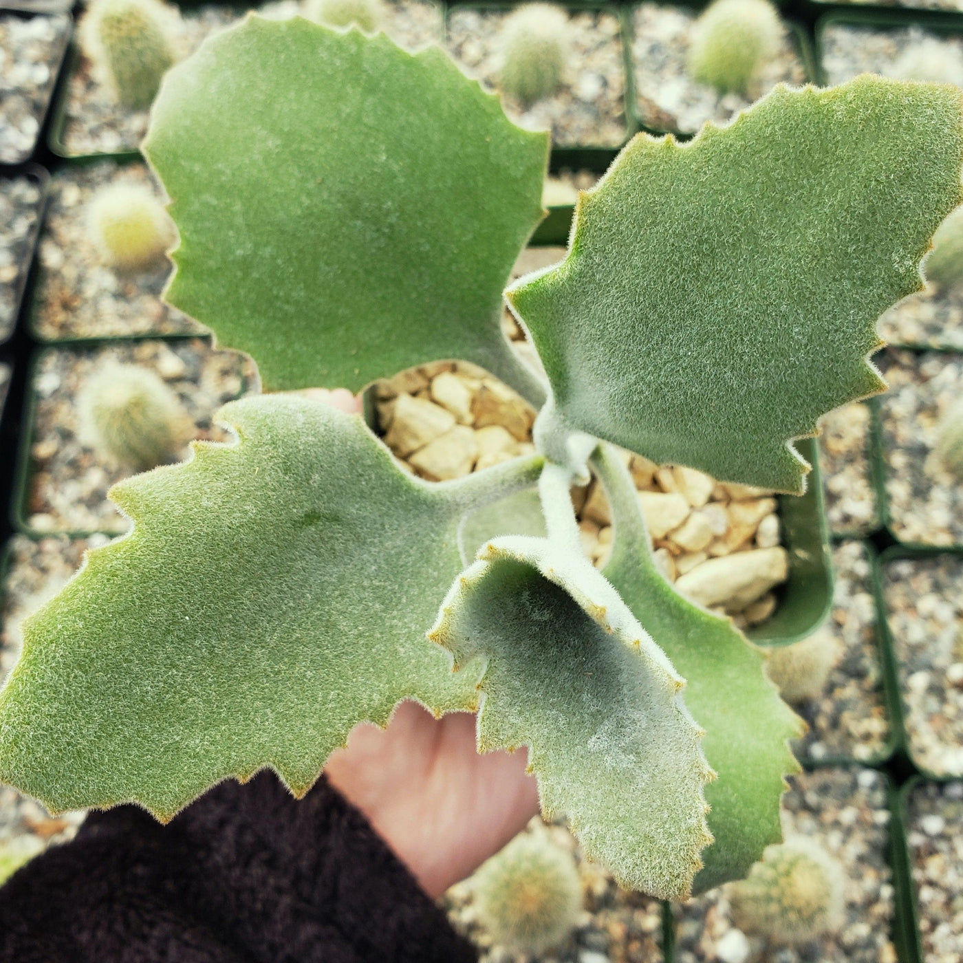 succulent with scalloped leaves Kalanchoe Millotii