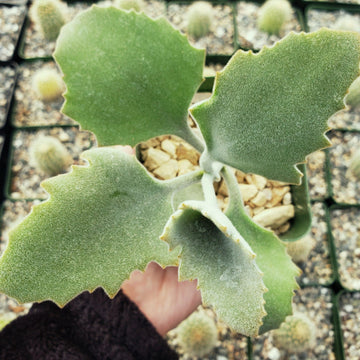 velvety succulent Kalanchoe Millotii 4" Pot