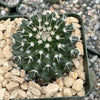 Mammillaria nejapensis silver arrows