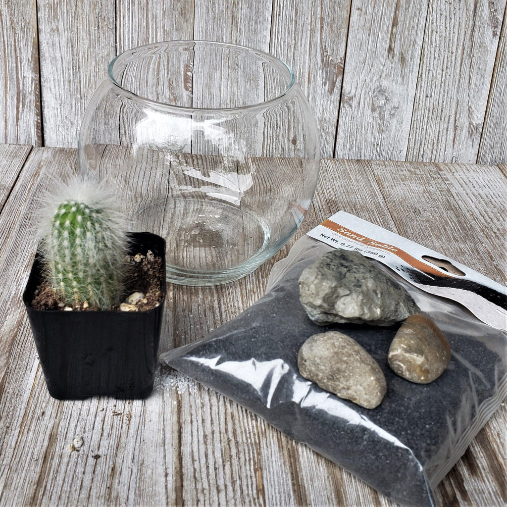 DIY Cactus glass globe black