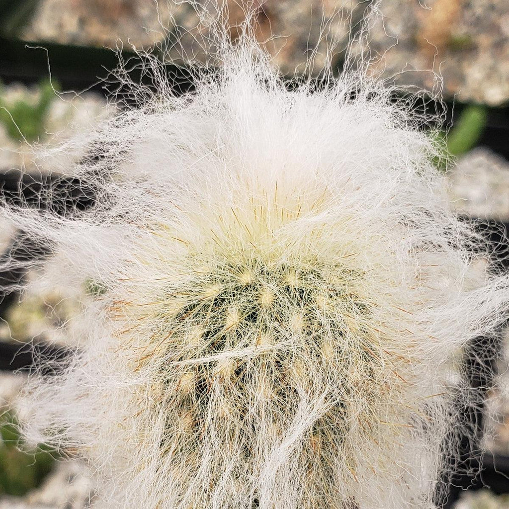 Espostoa lanata peruvian old man