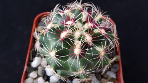 Thelocactus bicolor ssp. schwarzii