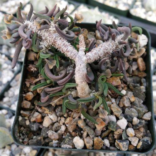 Euphorbia cilindrifolia tuberifera