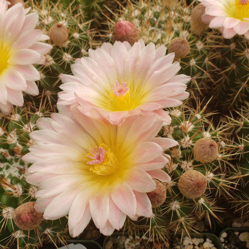 Notocactus roseoluteus
