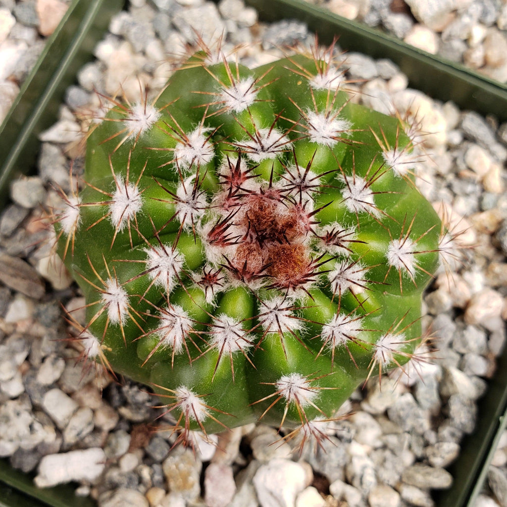 Notocactus carambeiensis