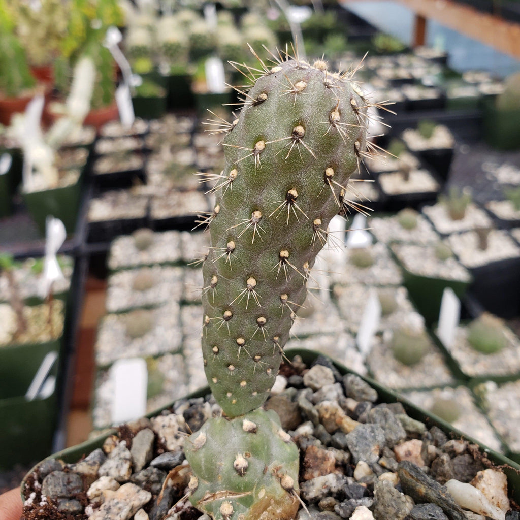 Opuntia fulgida boxing glove cactus