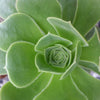 Aeonium gomerense