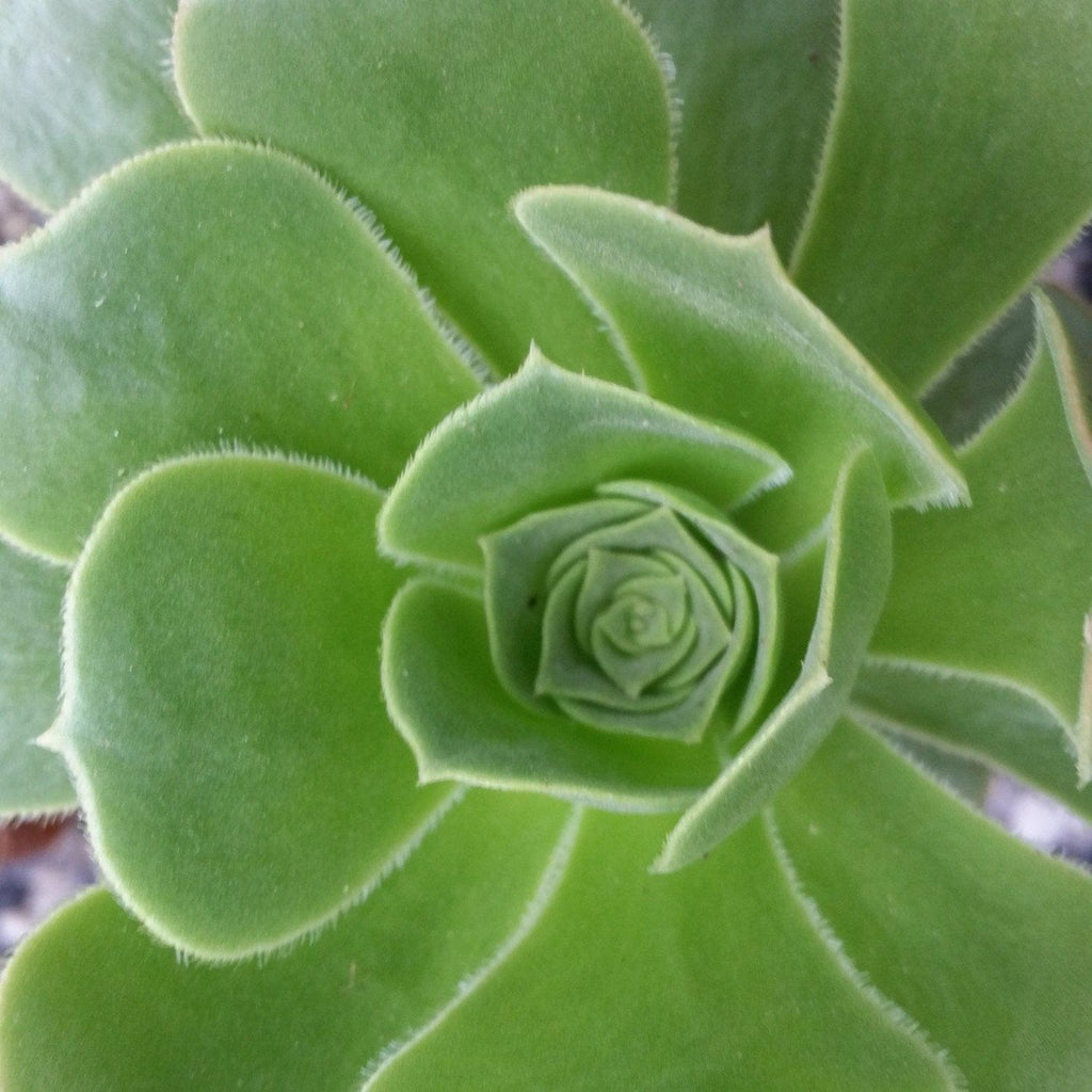 Aeonium gomerense