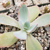 Echeveria cante