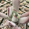 Cotyledon white sprite