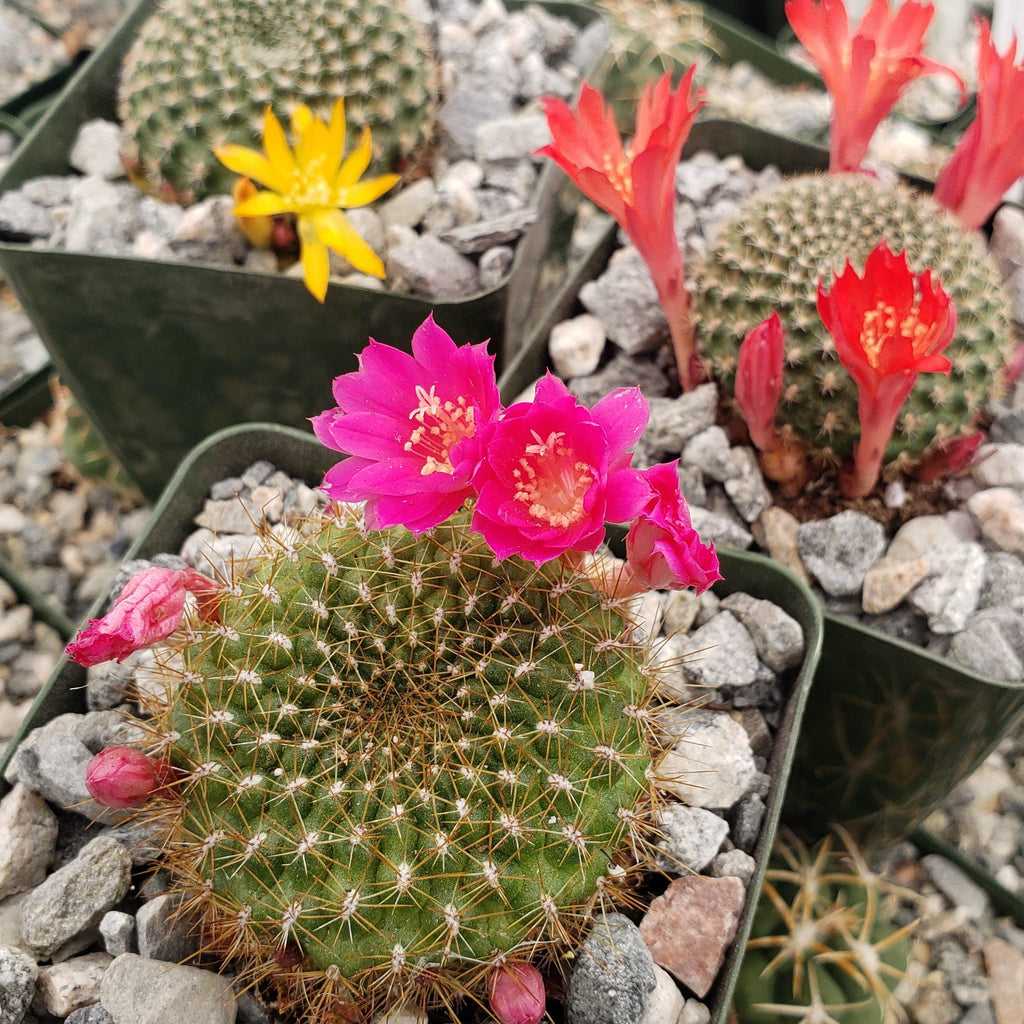Rebutia minuscula