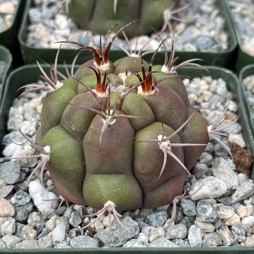 Gymnocalycium marquezii
