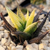 Haworthia limifolia variegata