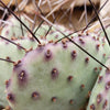 Opuntia macrocentra cutting