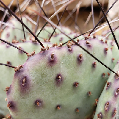purple prickly pear cactus fruit Opuntia macrocentra cutting