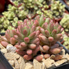 Pink Jellybean Succulent - Sedum rubrotinctum aurora