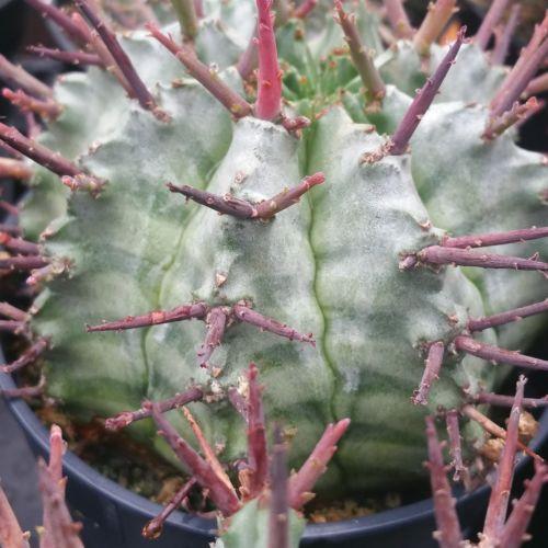 Euphorbia horrida urchin