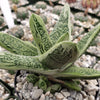 Gasteria Little Warty