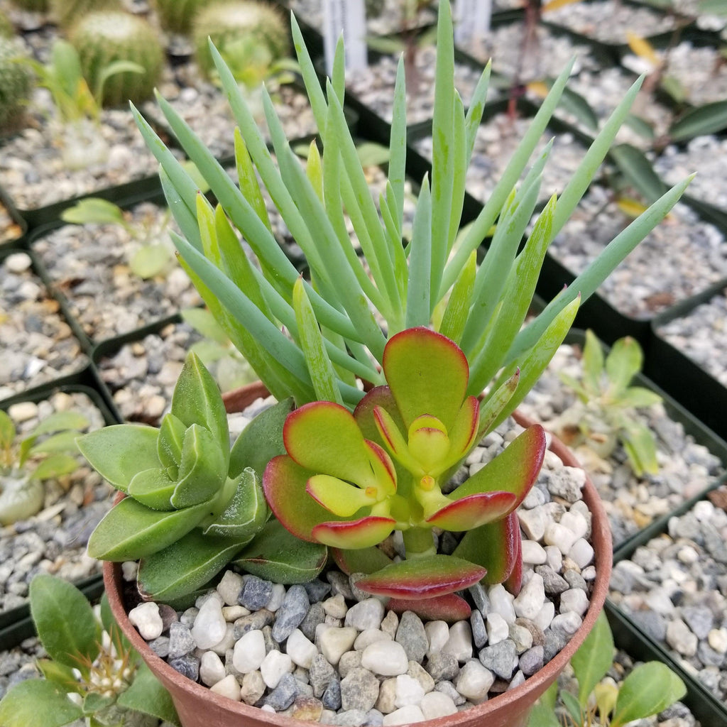 Succulent Garden Arrangement