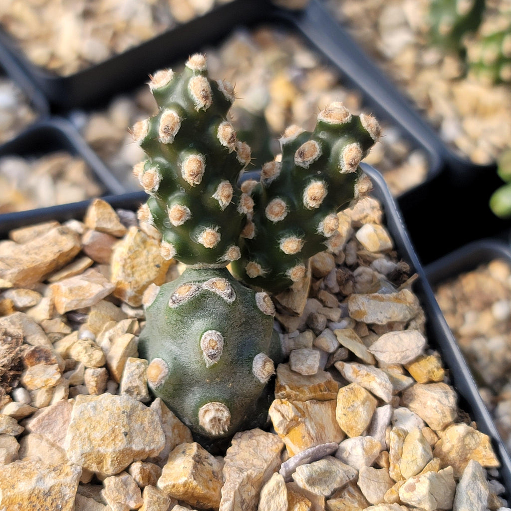 Tephrocactus molinensis