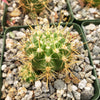 Lobivia Echinopsis hertrichiana