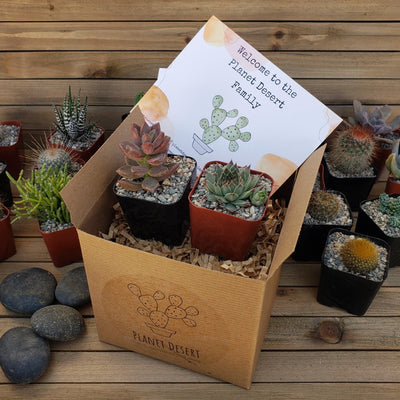 2 Succulents Subscription Box (Growing Kit)