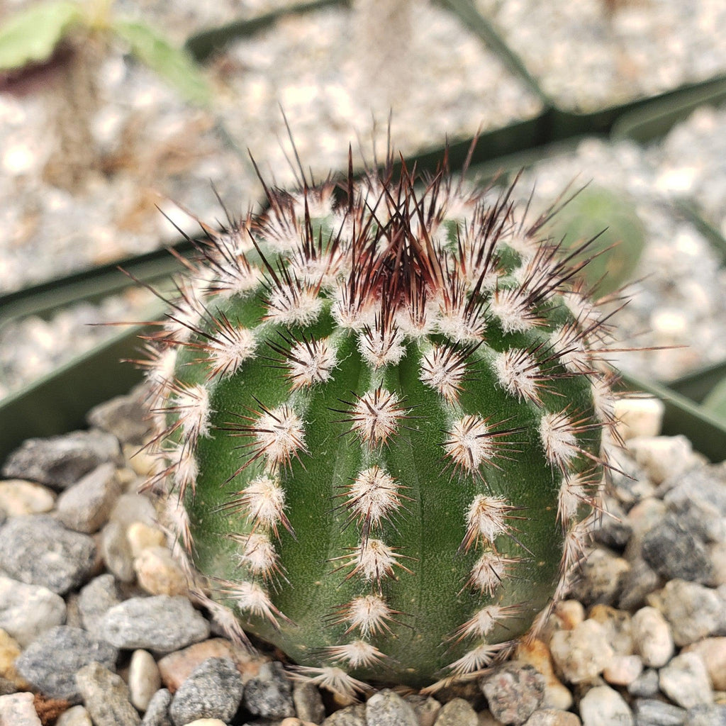 Echinocereus armatus