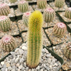 Cleistocactus winteri Golden Rat Tail