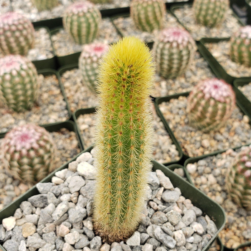 Cleistocactus winteri Golden Rat Tail