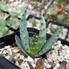 Aloe marlothii