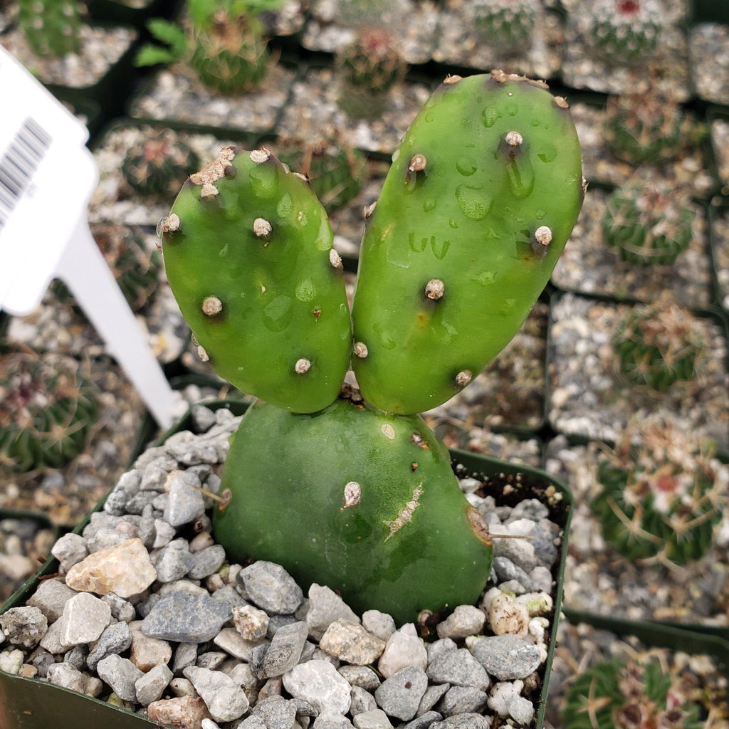 Opuntia canterae elata Cutting
