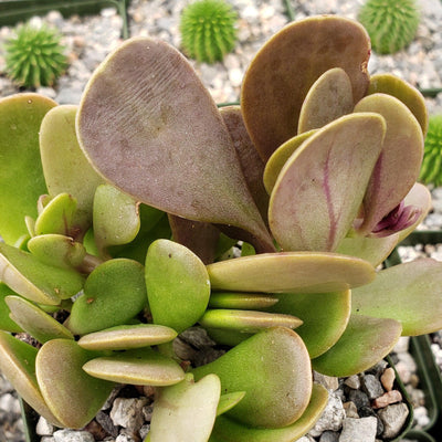 trailing jade plant for sale Trailing Jade 'Senecio jacobsenii' 1 Gal. / Black / With Pot