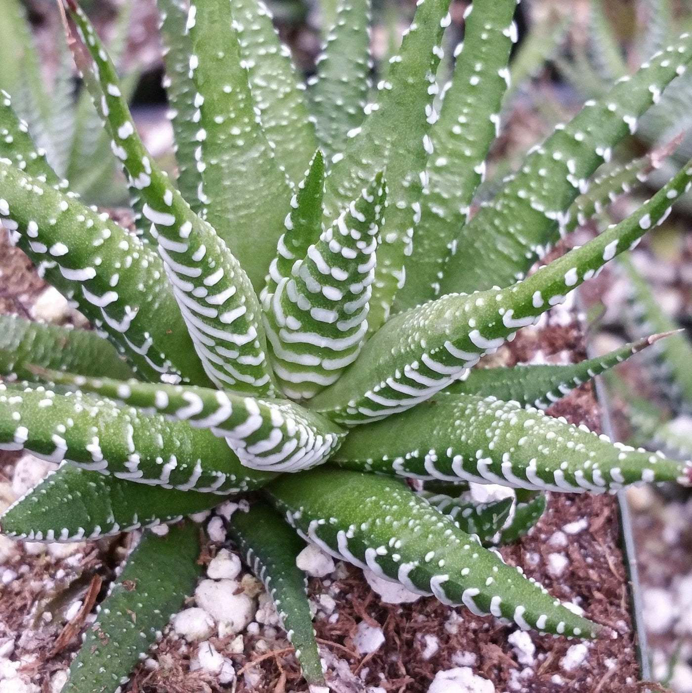 small succulent with white spots Zebra Plant 'Haworthia fasciata' 4" Pot