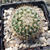 Mammillaria yucatanensis