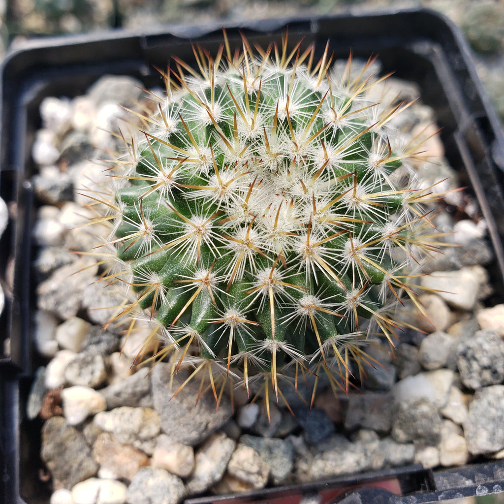 Mammillaria yucatanensis