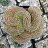 Lobivia or Echinopsis flambeau cristata