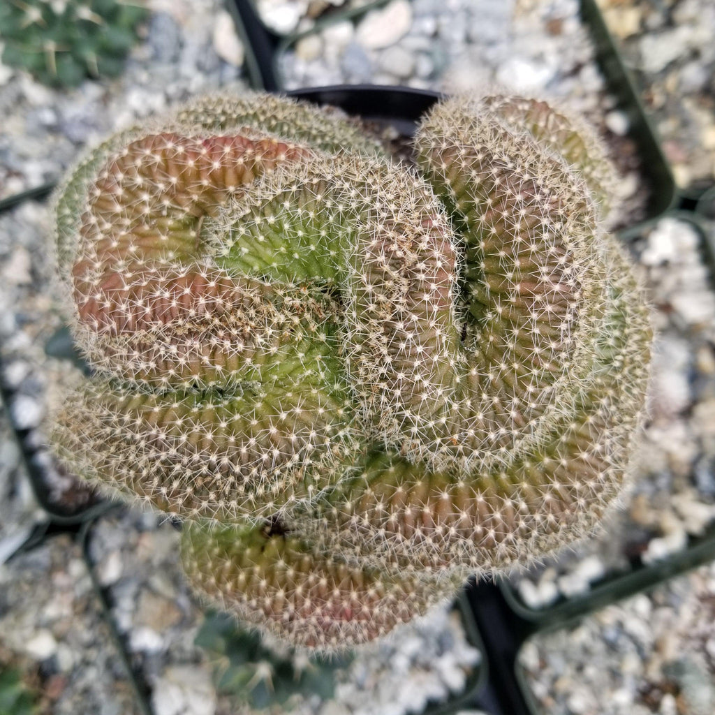 Lobivia or Echinopsis flambeau cristata