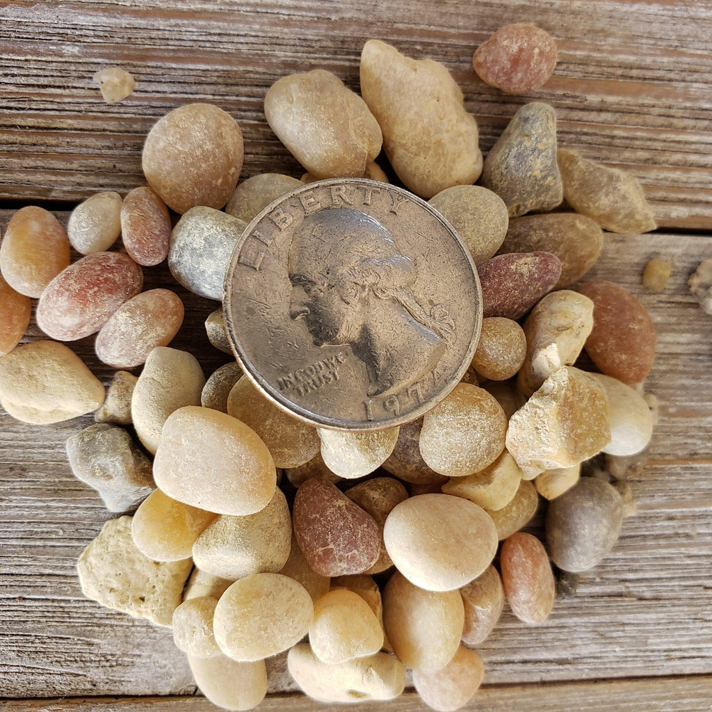 Cactus and Succulent Parchment Pebble