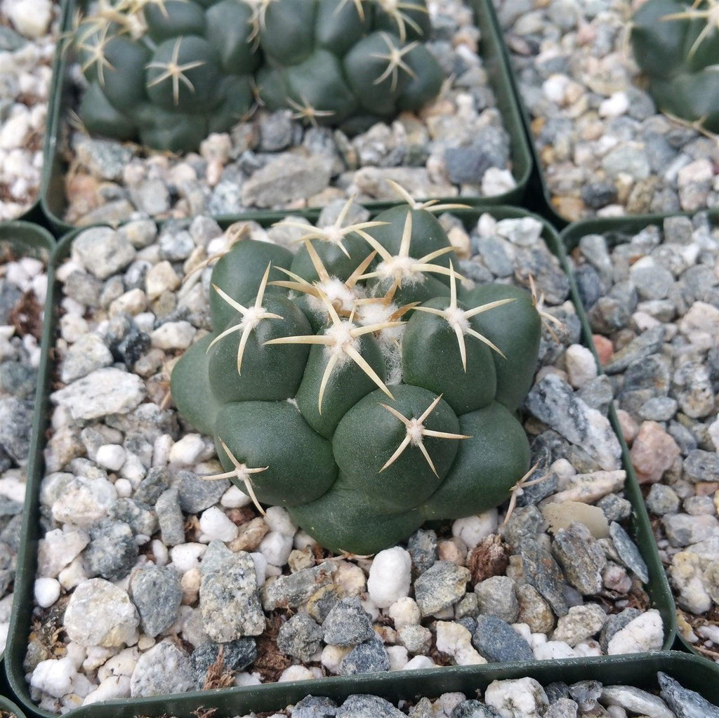 Coryphantha elephantidens